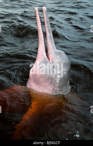 L'Amazzonia delfini di fiume o Rosa delfini di fiume ( geoffrensis Inia ), è un fiume di acqua dolce delfino endemica del Amazon Foto Stock