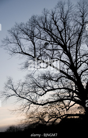 Silhouette di un albero al tramonto Foto Stock