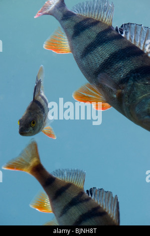 Unione pesce persico (Perca fluviatilis) Foto Stock
