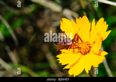 Predatori di Stink Bug Foto Stock