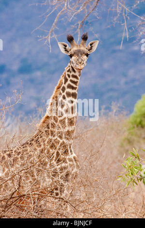Una giovane giraffa (Giraffa camelopardalis), Parco Nazionale Tsavo Est, Kenya. Foto Stock