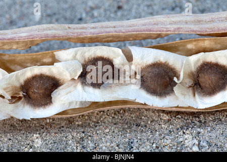 I semi in pod, Moringa 'Moringa oleifera " albero. Foto Stock