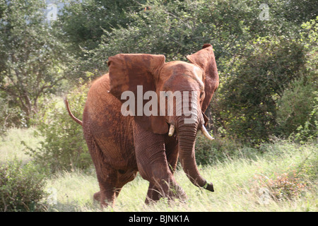 Elephant Tsavo National Park Foto Stock