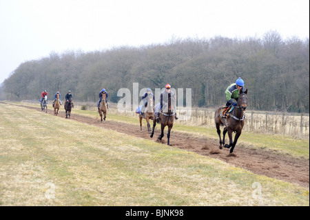 In al galoppo dei cavalli da corsa della formazione Foto Stock