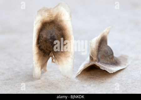 Semi di moringa 'Moringa oleifera " albero. Foto Stock