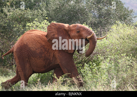 La carica di elefanti Tsavo National Park Foto Stock