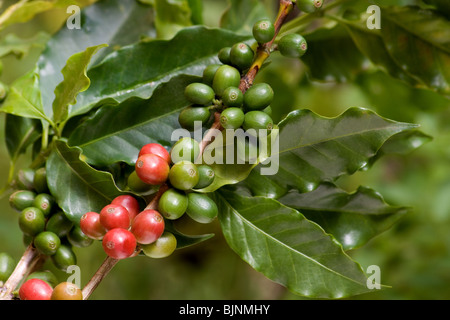 Bacche di caffè su un albero di caffè Foto Stock