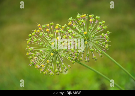 L'immagine del fiore sferico a sfondo sfocato Foto Stock