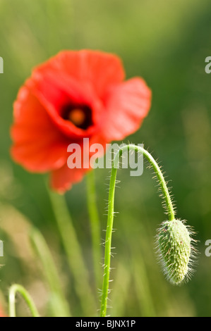 Papavero rosso fiore close up Foto Stock