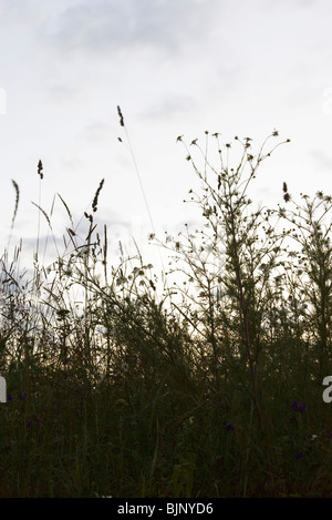 Fiori selvaggi contro il cielo pallido Foto Stock