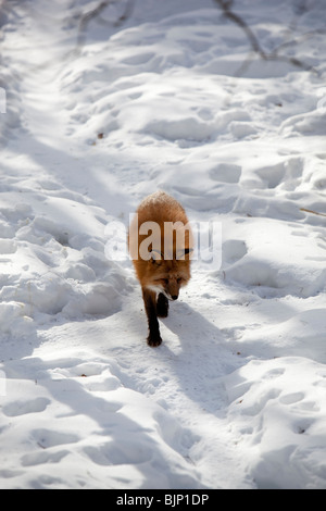 La volpe rossa europea ( Eurasian ) ( Vulpes Vulpes ) che cammina sulla neve a Inverno , Finlandia Foto Stock