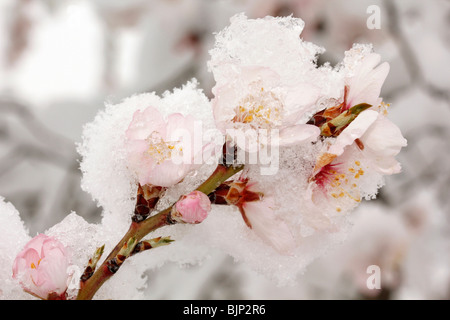 Neve in fiori di mandorla. Foto Stock