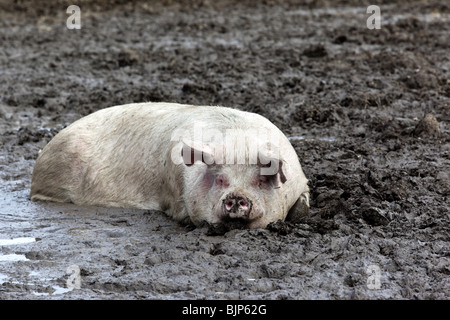 Il suino allevamento di suini dormire nel fango, Witzwil svizzera. Charles Lupica Foto Stock