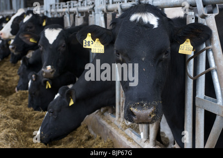 Holstein-Friesian bovini da latte in una fattoria in Germania. Foto Stock