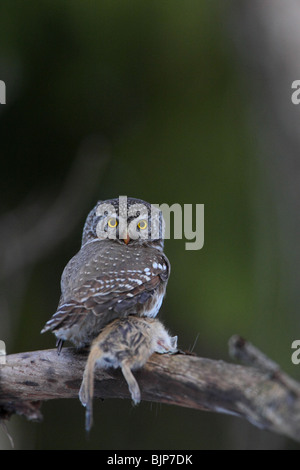 L'euroasiatica gufo pigmeo (Glaucidium passerinum) sul ramo azienda preda con artigli Foto Stock