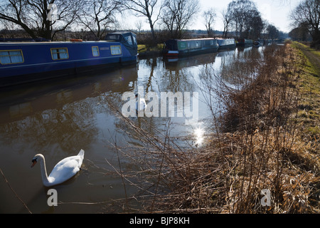 Cigni su Trent e Mersey Canal, Fradley, Staffordshire, Inghilterra Foto Stock