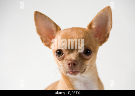 Chihuahua Foto Stock
