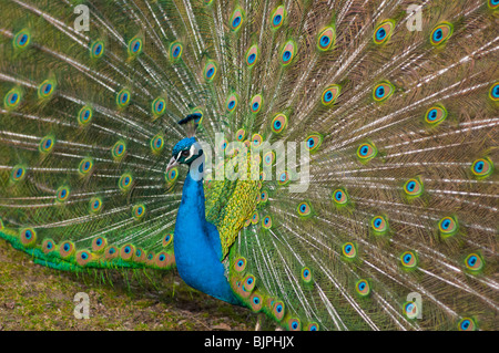 Indian Peacock con piume di coda verso l'alto. Foto Stock