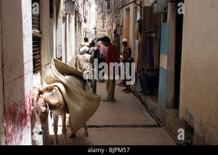 Strade strette con gli asini lavorando duro in Lamu Foto Stock