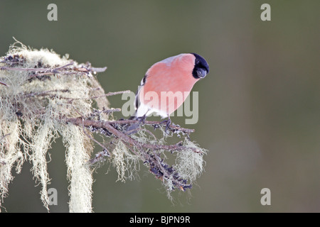 Maschio Ciuffolotto su un lichene ramo coperti Foto Stock