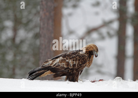 Wild Golden Eagle alimentando in inverno su una montagna di lepre Foto Stock