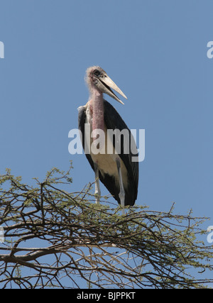 Marabou Stork Serengeti Tanzania Foto Stock