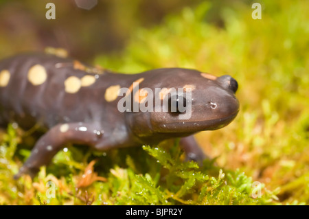 Salamandra pezzata, Ambystoma maculatum, nativo di EST negli Stati Uniti e in Canada Foto Stock