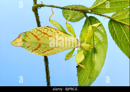 Phyllium Sp. filippine insetti foglia mangiare mangiare leafinsect stick aspetto di una foglia simile leafinsect animale foglia verde le Foto Stock