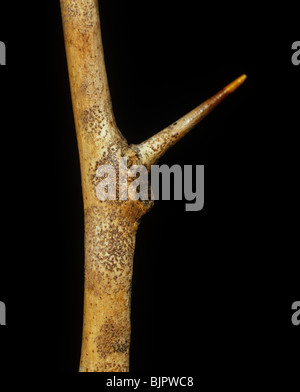 Antracnosi (Colletotrichum gloeosporioides) lesioni & pycnidia corpi fruttiferi su legno di limone Foto Stock