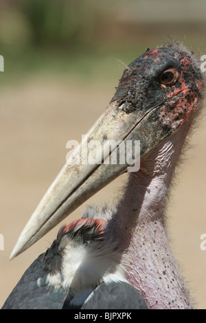 Marabou Stork Serengeti Tanzania Foto Stock