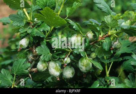 American oidio (Podosphaera mors-uvae) infezione su uva spina Frutti Foto Stock