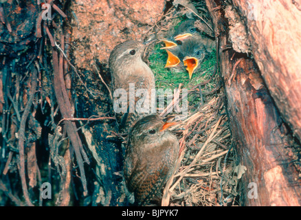 Winter Wren, Troglodytes troglodytes. Maschio e femmina a nido con pulcini Foto Stock