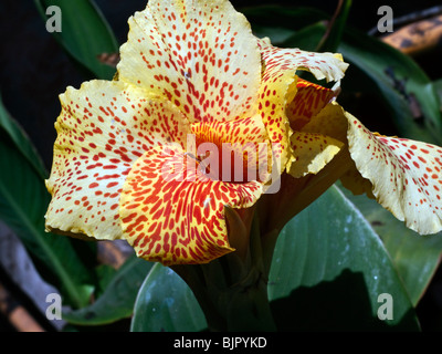 Stupendo giallo e arancione screziato Canna Lily che fiorisce in un giardino tropicale nella città di Oaxaca Messico Foto Stock