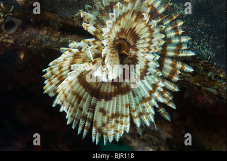 Feather star featherstar Comanthus sp mare fan crinoide reef malapascua sotto l'acqua di mare isole MALAPASCUA acqua subacquea selvatica Foto Stock