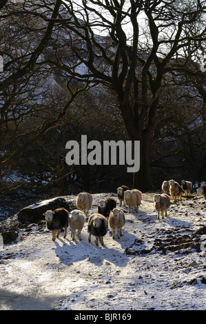 Herdwick pecore al di sotto di Scala Gill, Eskdale. n parco nazionale del Lake District in Inghilterra del Nord Ovest Foto Stock