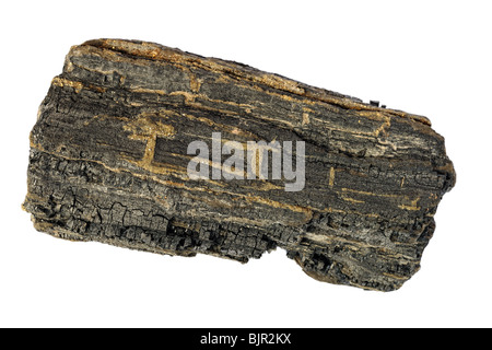 Pezzo di legno carbonizzato da Isle of Wight, cucita con l'oro dello sciocco. Foto Stock