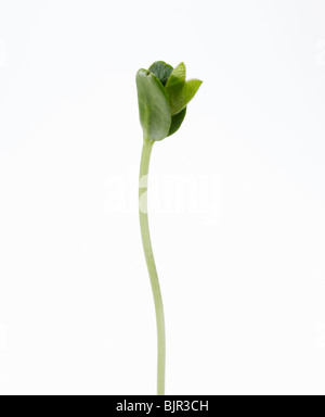Fagiolo di soia germogliano con baby foglie e radice ritagliata su sfondo bianco Foto Stock