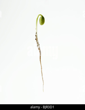 Fagiolo di soia germogliano con baby foglie e radice ritagliata su sfondo bianco Foto Stock