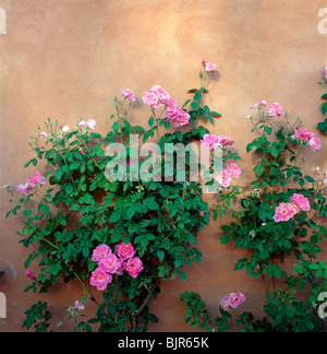 Rose rosa salire un muro di adobe lungo Canyon Road, sito di gallerie e negozi, Santa Fe, New Mexico, Stati Uniti Foto Stock