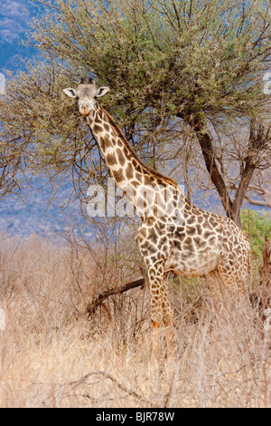 Giraffa Maasai (Giraffa camelopardalis), Parco Nazionale Tsavo Est, Kenya. Foto Stock