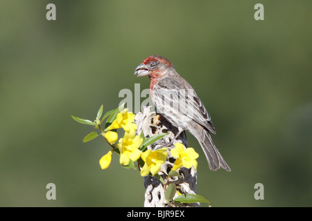 House Finch maschio adulto che ha perso un occhio a Mycoplasmal congiuntivite. Foto Stock