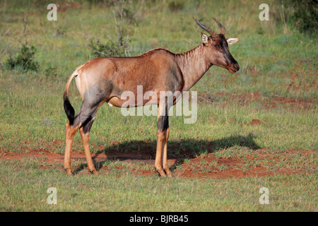 Tsessebe rara antilope (Damaliscus lunatus), Sud Africa Foto Stock