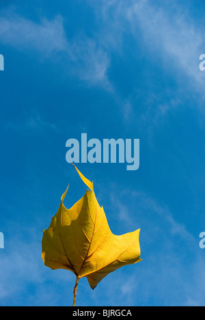 Foglia d'autunno Foto Stock