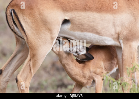 Impala bambino lattante a Nakuru Reserve in Kenya Foto Stock