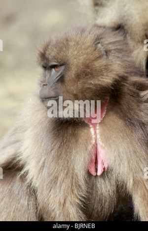 Africa, Etiopia, Simien Mountains, scimmie Gelada Theropithecus gelada fino in prossimità di un giovane maschio Foto Stock