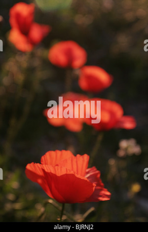 Fiori di papavero in fiore Foto Stock