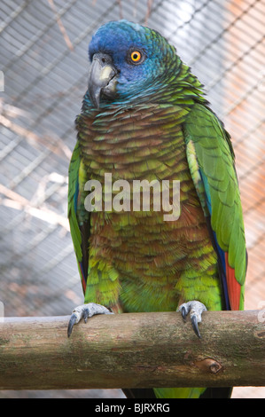 Saint Lucia Parrot (Amazona versicolor) femmina uno degli individui il pane in Jersey Regno Unito e restituito al Mini Zoo Saint Lucia Foto Stock