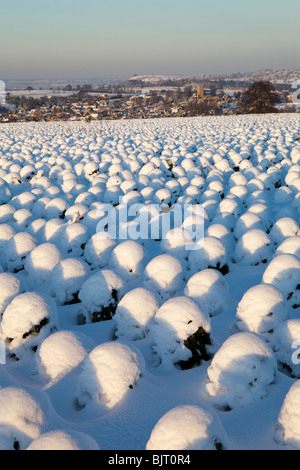 Coperta di neve brussel spuntano piante che crescono su di una collina che domina la città di Cotswold di Chipping Campden, Gloucestershire Foto Stock