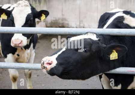 Holstein-Friesian bovini da latte in una fattoria in Germania. Foto Stock