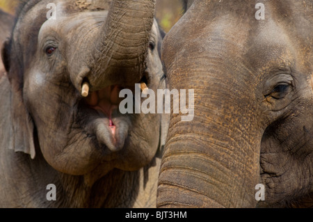 Due elefanti indiani Foto Stock